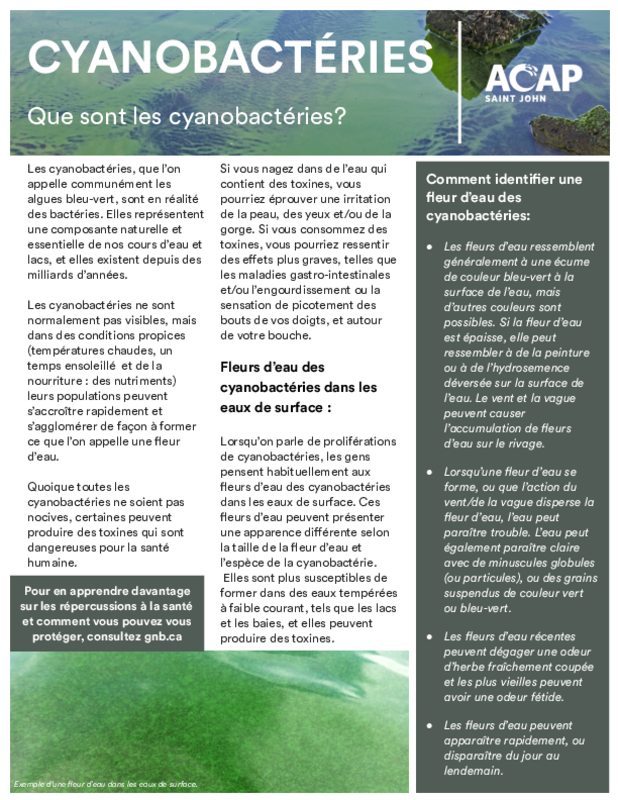Cyanobactéries : "Que sont les cyanobactéries?" - application/pdf